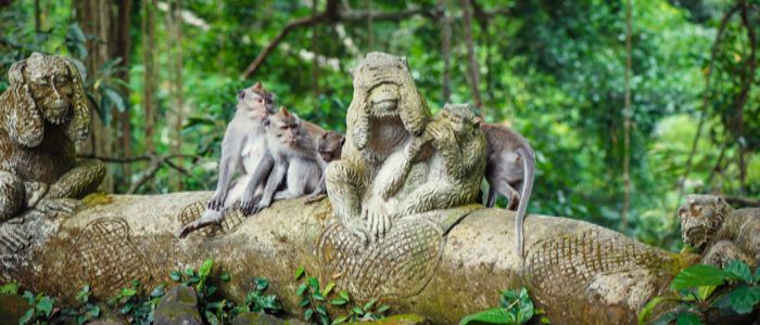 things to do in Ubud and Nusa Dua - Ubud monkey forest