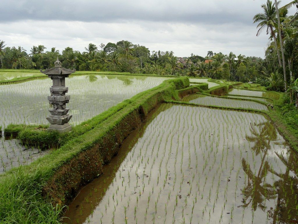 Ubud and Campuhan Ridge Walk