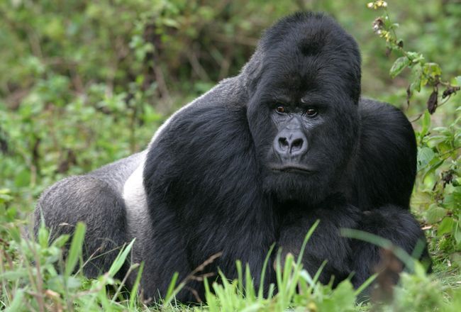 Uganda Or Rwanda Gorilla Trekking – Which One Is The Best?
