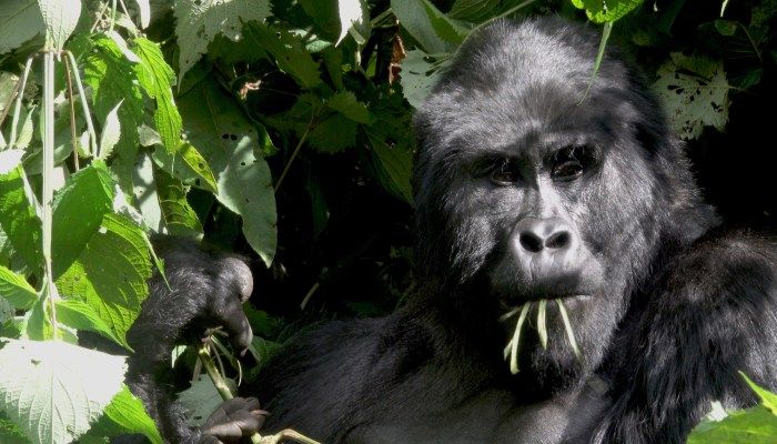 Uganda gorilla trekking