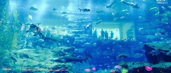 Underwater aquarium and zoo dubai