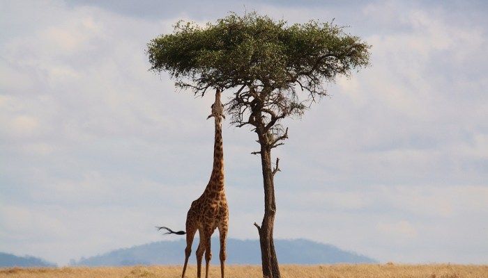 Visit National Parks and Sanctuaries, how to travel sustainably