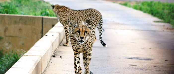 Viva Safaris, South Africa