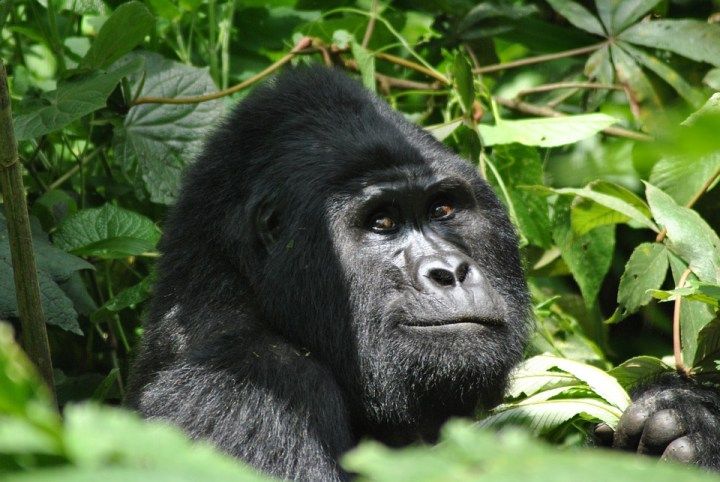Volcanoes National Park, Rwanda