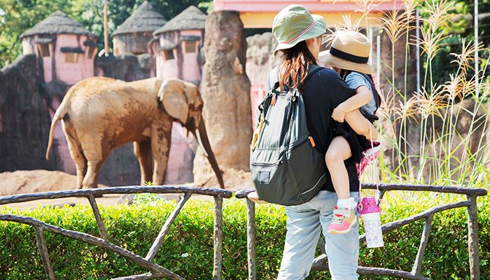 Volunteer at the David Sheldrick Wildlife Trust