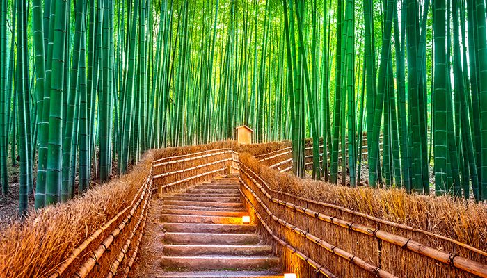 Walk On A Path Shrouded By Bamboos, Reasons to visit Japan