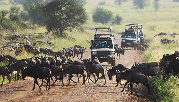 things to do for wildlife encounters