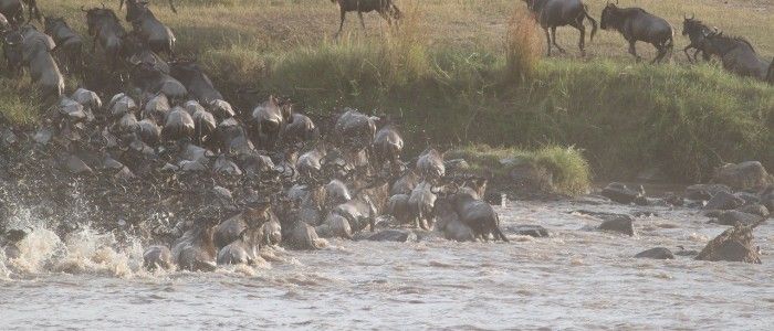 the Great Wildebeest Migration