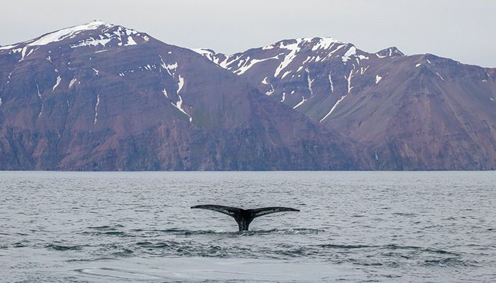Whale Watching In Husavik