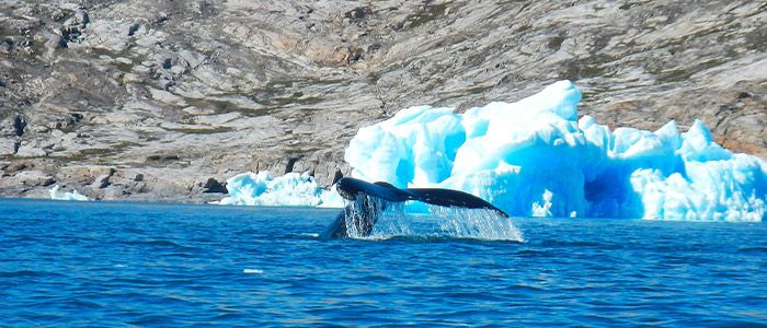 Whale-watching-greenland.jpg