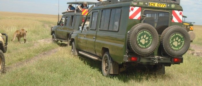 Kenya Safari Tours: Where To Go? Why You Can't-Miss These?