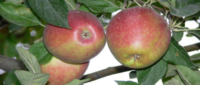 Wild-Apples-of-Kazakhstan.jpg