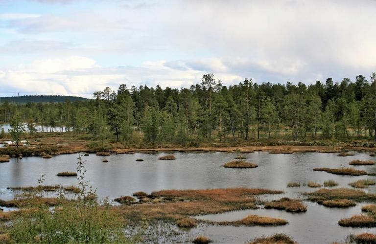 taiga finland