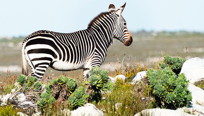 Wildlife Encounters, things to do in Cape Town