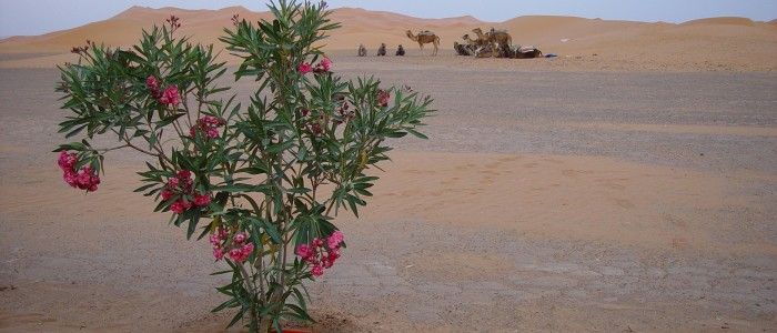 best Sahara Desert experiences: desert wildlife