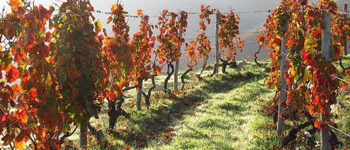 Wine tasting tour Portugal