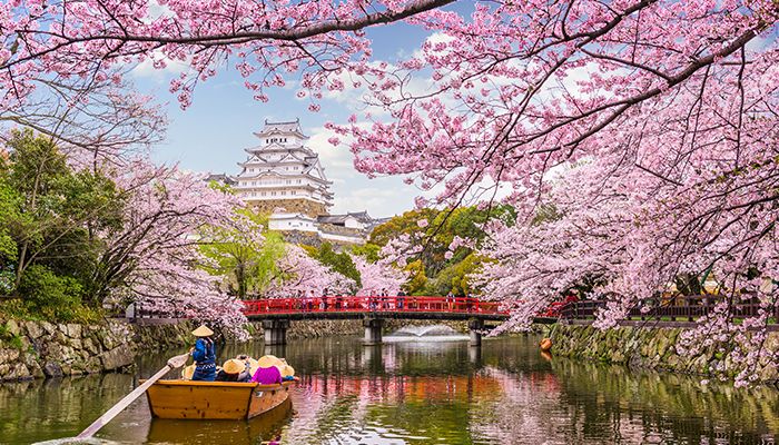 Witness The Cherry Blossom