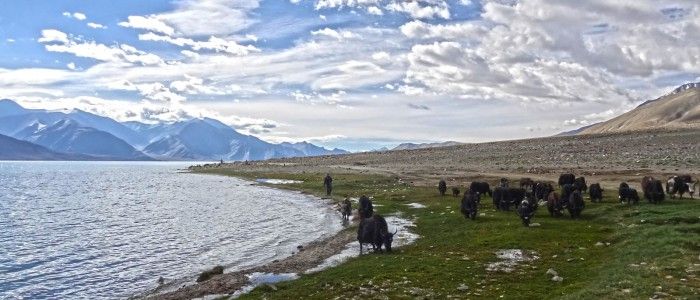 Yak-safari-ladakh.jpg