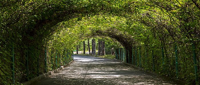 Yerevan Botanical Garden for Nature and park experiences, Couples Outing