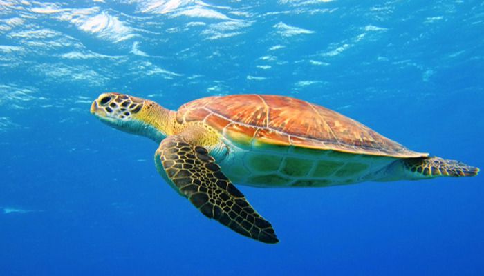 Zakynthos, things to do in Greece