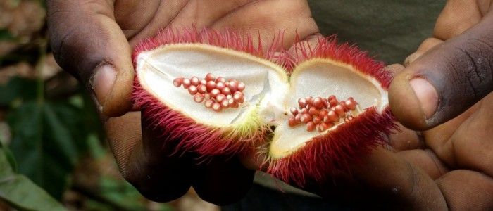 Things To Do In Zanzibar - Zanzibar spices