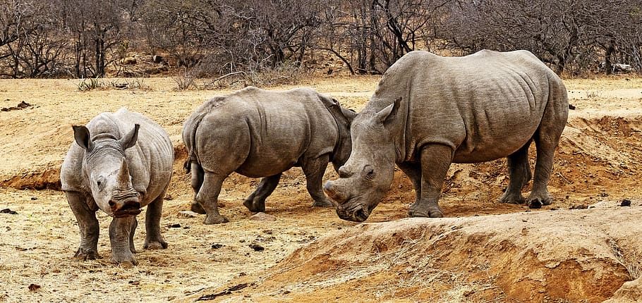 africa-south-africa-safari-nature-animal-animal-world.jpg