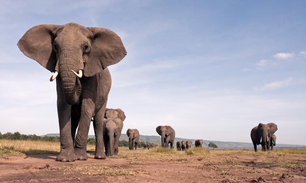 Travel To Africa Without Leaving Home: Here’s How?