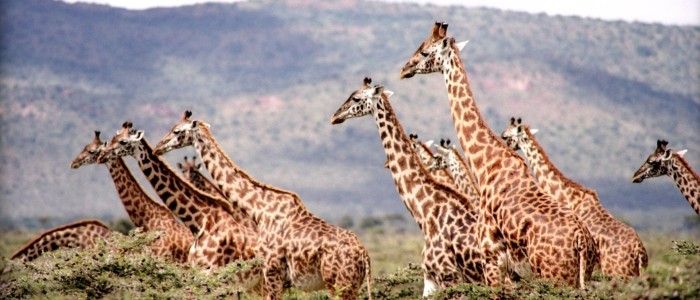 Best Adventure Holidays - African safari