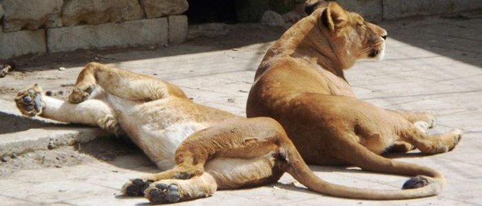 baku zoo