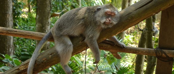 bali-zoo-5.jpg