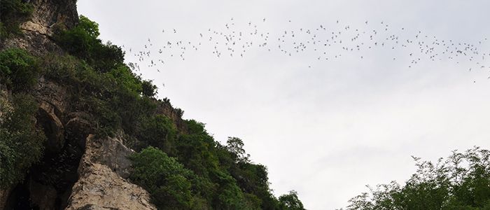 battambang bat caves