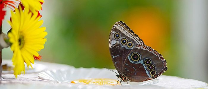 butterfly garden