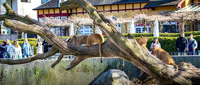 copenhagen-zoo.jpg