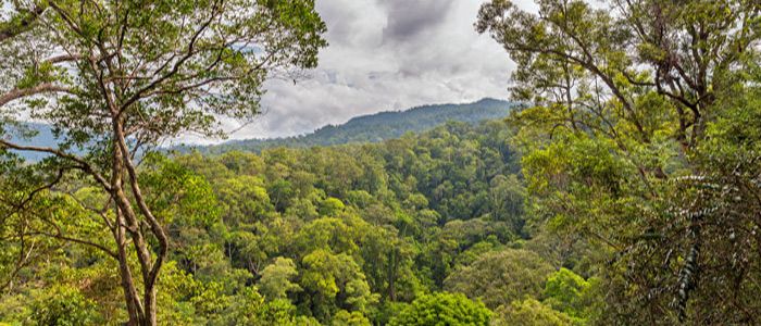photograph dense rainforest