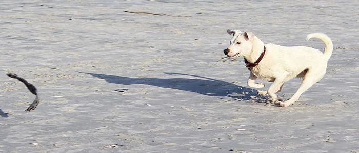 dog-play-batons-movement.jpg
