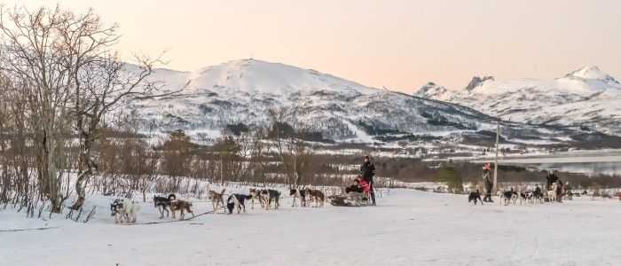 dog sledding norway
