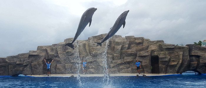 dolphinarium