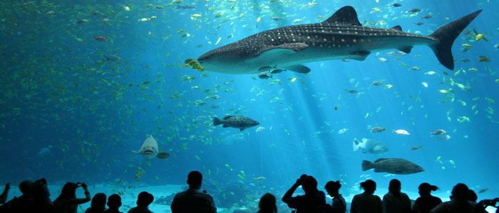 dubai aquarium and underwater zoo