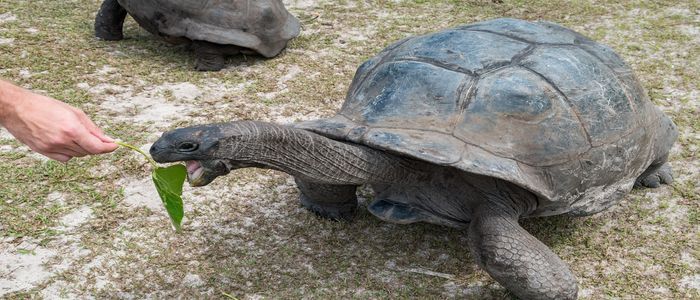 giant-tortoise-seychelles.jpg