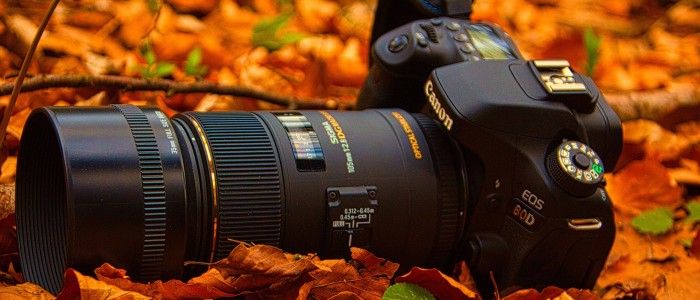 good wildlife photography camera