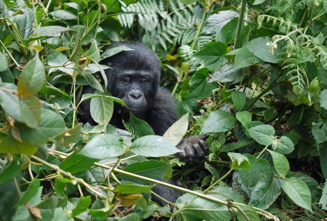 Gorilla Trekking In Uganda & Rwanda : Tours, Prices And More
