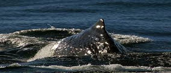 humpback-whales