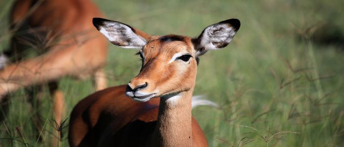 impala-kenya-4C2FUJX.jpg