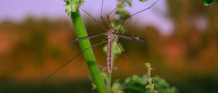 Things to pack for a Safari in South Africa - Insect Repellents