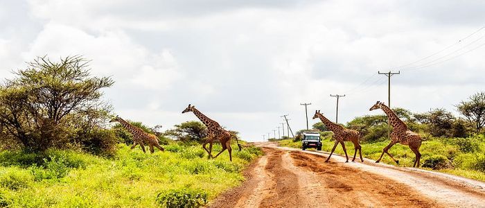 kenya.jpg