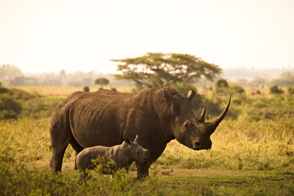 Kenya