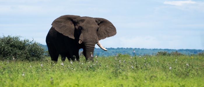 kruger-national-park-11.jpg