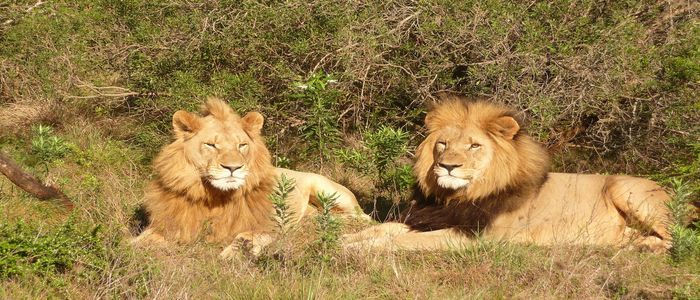 lion-1815299_1280.jpg