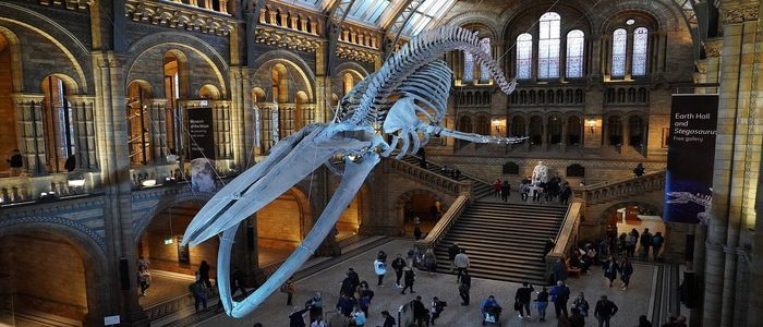 natural-history-museum-4587057_1280.jpg