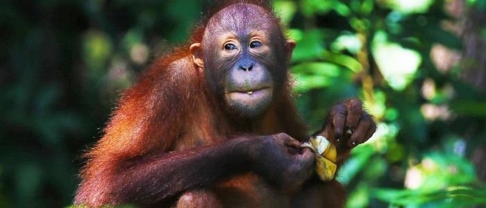 orangutan-5208808_1920.jpg